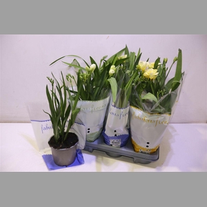 Freesia Ov