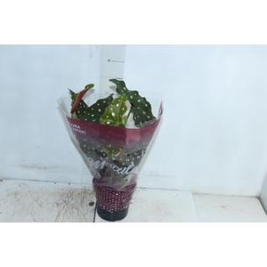BEGONIA MACULATA P13 PO
