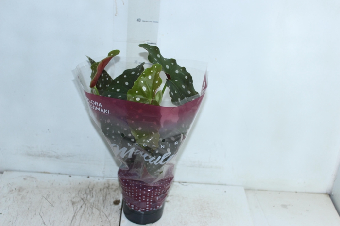 <h4>BEGONIA MACULATA P13 PO</h4>