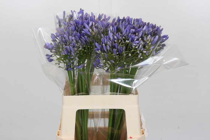 <h4>Agapanthus Blue Heaven</h4>