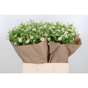 Tanacetum Pa Single Vegmo