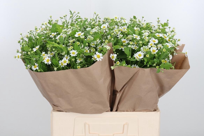 <h4>Tanacetum Pa Single Vegmo</h4>