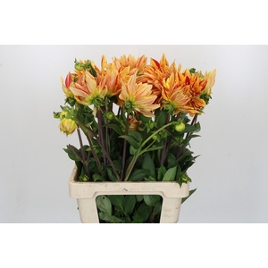 Dahlia Striped Vulcan