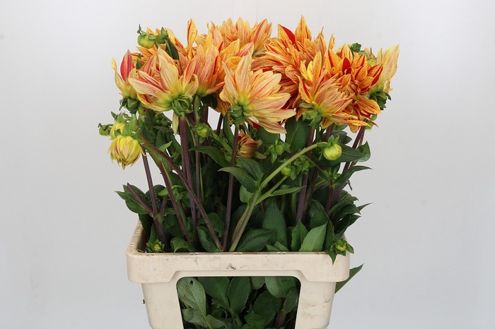 <h4>Dahlia Striped Vulcan</h4>