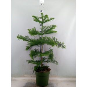 Araucaria heterophylla