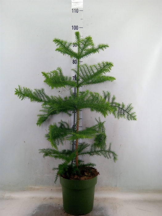 <h4>Araucaria heterophylla</h4>