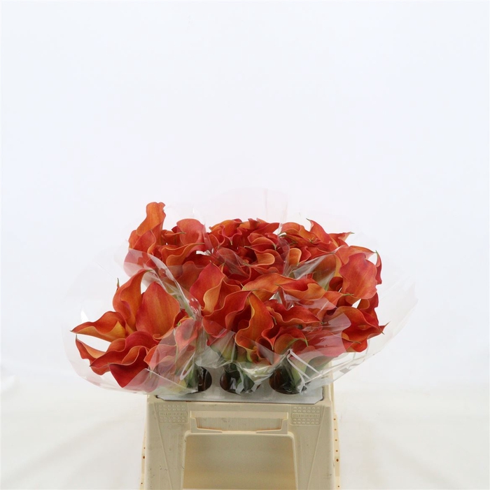 Calla Sunset Passion