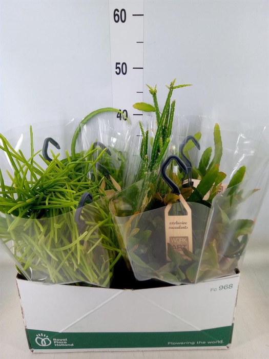 <h4>Rhipsalis ...mix</h4>