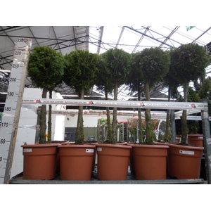 Thuja occid. 'Brabant'