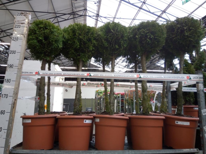 <h4>Thuja occid. 'Brabant'</h4>