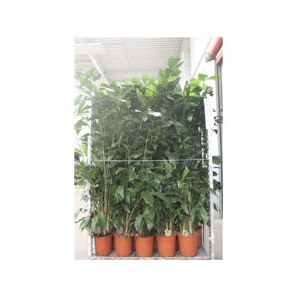 <h4>Caryota Mitis 20 Stekken 170cm</h4>