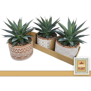Agave angustifolia Shaka Koko 17Ø 25cm