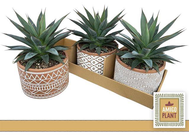 Agave angustifolia Shaka Koko 17Ø 25cm