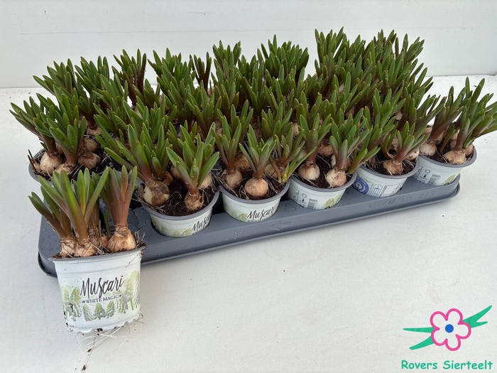 <h4>MUSCAR WHITE MAGIC</h4>