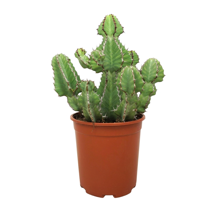 <h4>Euphorbia   ...</h4>
