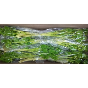 DF Dipsacus Li. Green Bs 130g