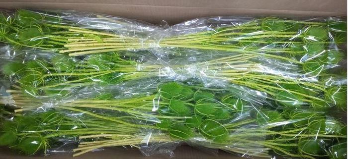 DF Dipsacus Li. Green Bs 130g