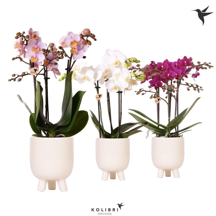<h4>Kolibri Orchids Phalaenopsis mix 3 spike in Gummy pot travertine</h4>