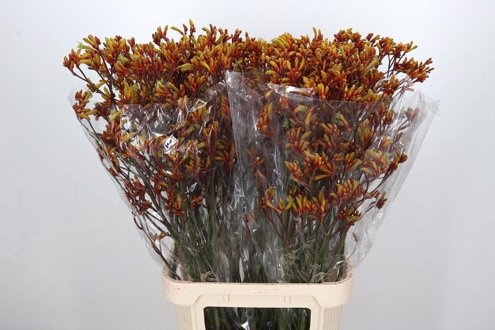 <h4>Anigozanthos Gold Fever</h4>