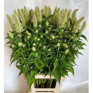 AGASTACHE OV