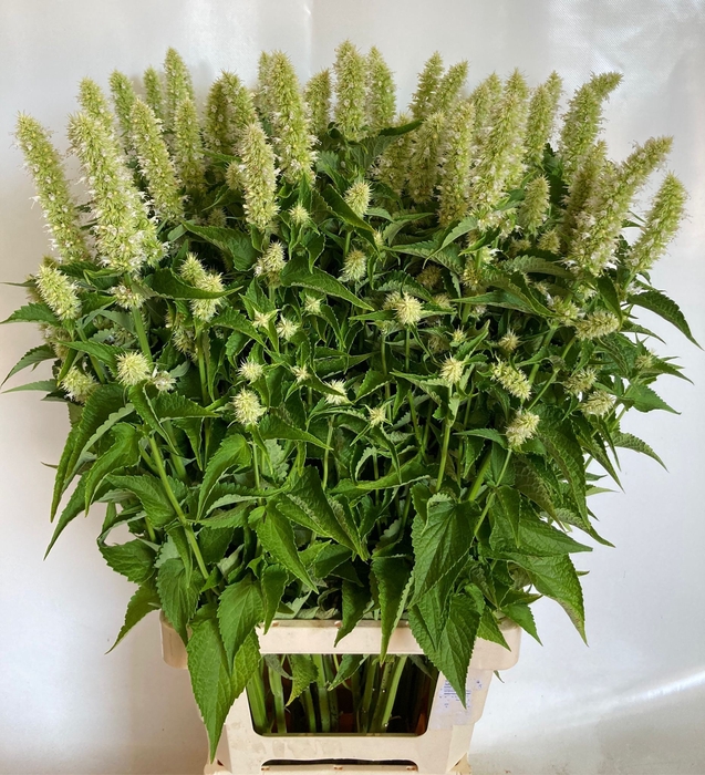 <h4>AGASTACHE OV</h4>