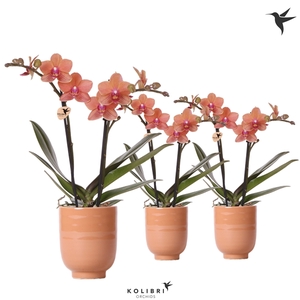 Kolibri Orchids Phalaenopsis orange 2 spike in Glazed pot cognac