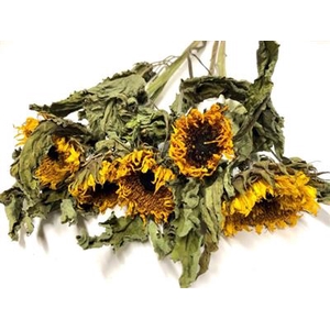 DROOG HELIANTHUS - Z