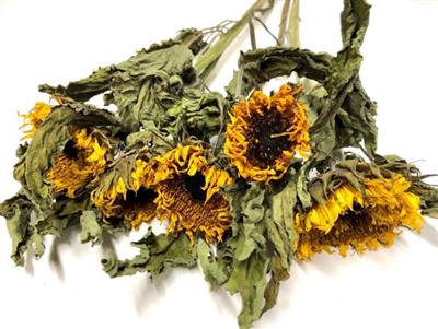 <h4>DROOG HELIANTHUS - Z</h4>
