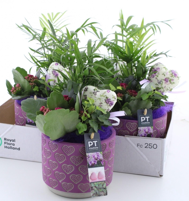 <h4>ARR KAMERPL</h4>