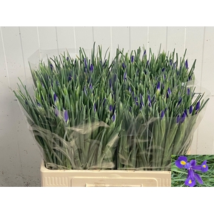 IRIS BLUE MAGIC