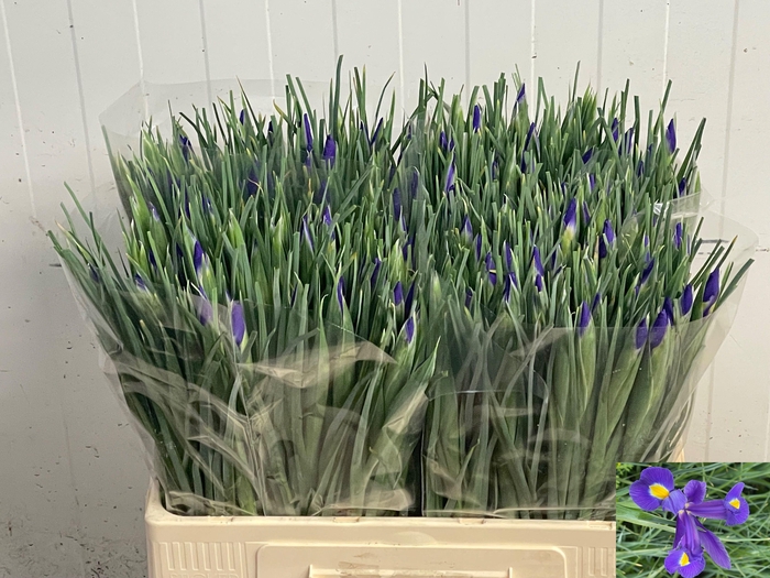 <h4>IRIS BLUE MAGIC</h4>