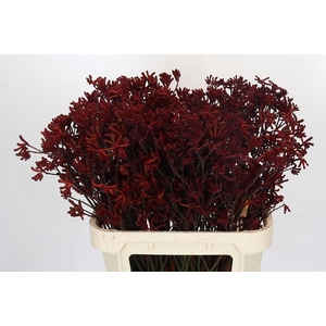 Kangaroo Paw Red Velvet