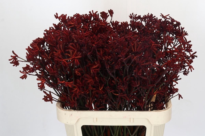 Kangaroo Paw Red Velvet