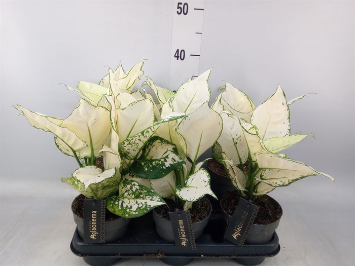 <h4>Aglaonema  'White Joy'</h4>