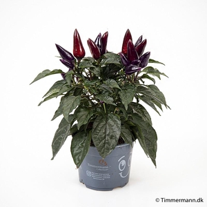 CAPSICUM ANNUUM  p10 Black