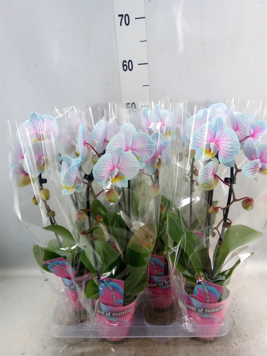 <h4>Phalaenopsis   ...</h4>