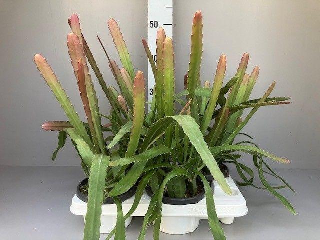 <h4>Epiphyllum Red tip</h4>