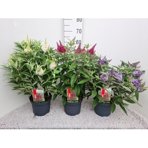 Buddleja Butterfly Candy Mix P19