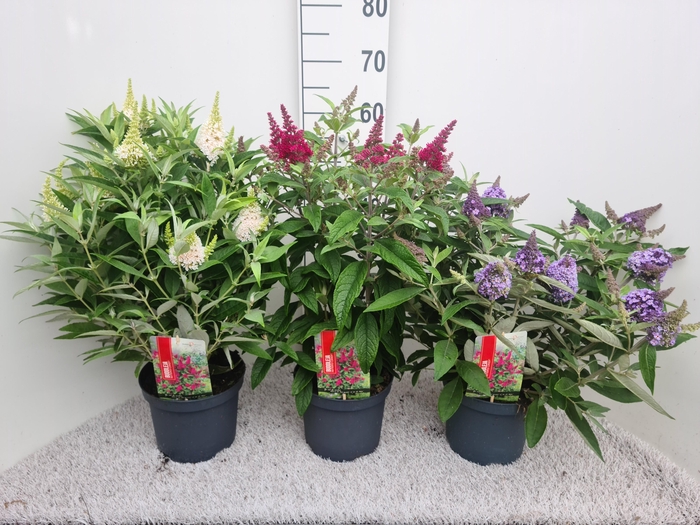 <h4>Buddleja Butterfly Candy Mix P19</h4>