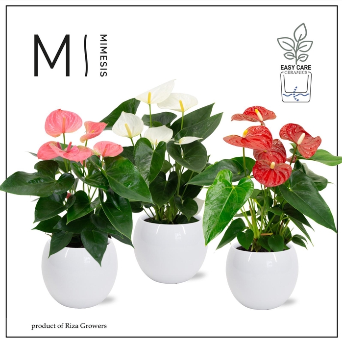 <h4>Anthurium - KARMA Grandiflora Mix | Lisa White</h4>