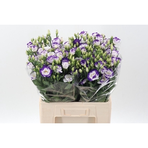 Eus G Excal Blu Pico