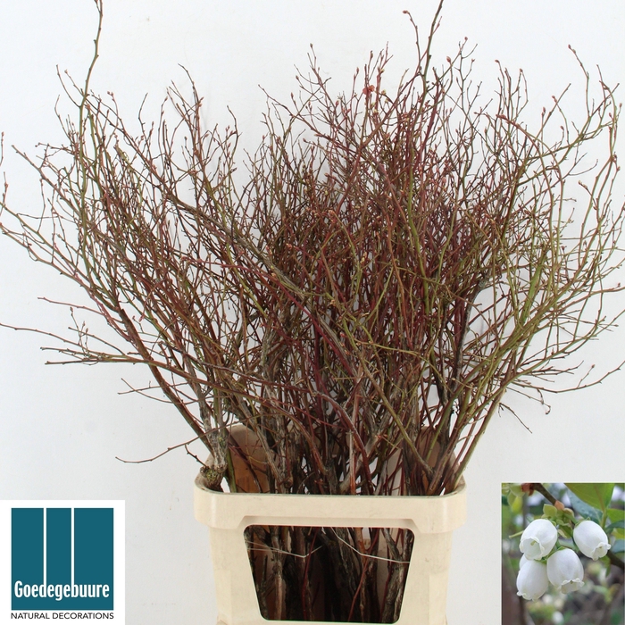 <h4>VACC CORYMBOSUM</h4>