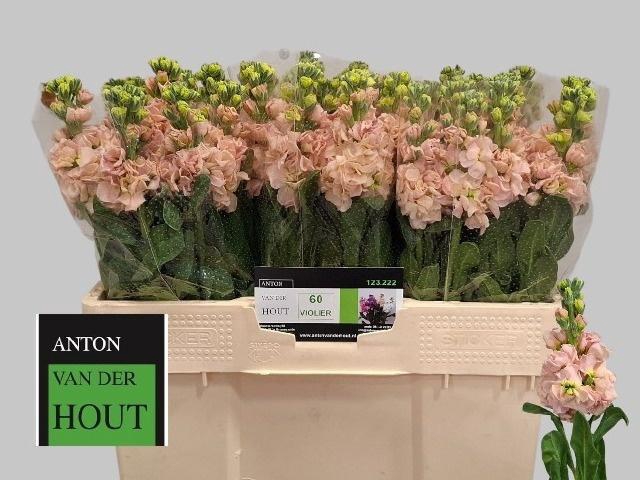 <h4>MATTH IRON APRICOT</h4>