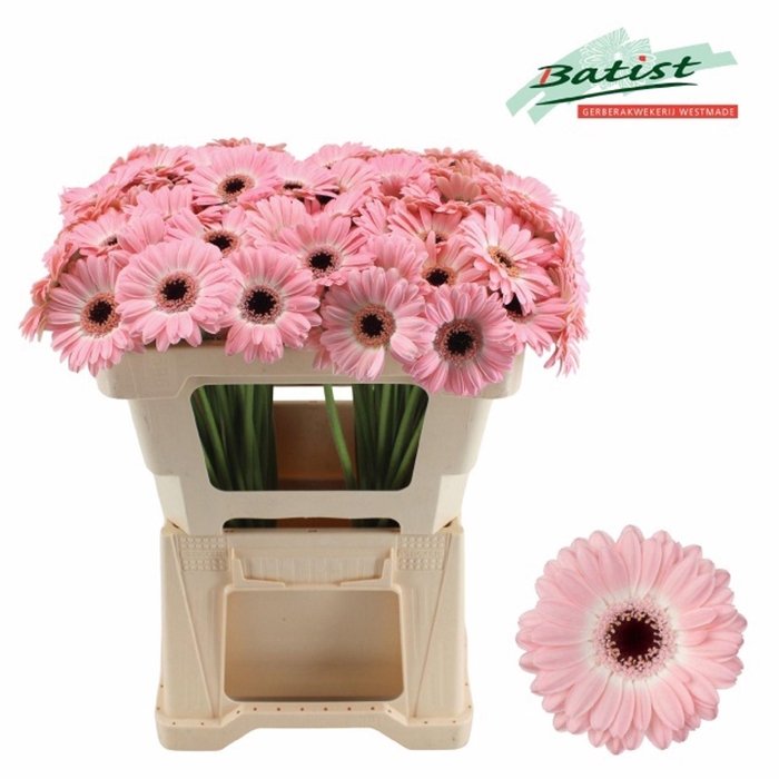 <h4>GERBERA MI 'DIXON'</h4>