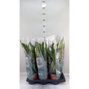 Spathiphyllum  'Bingo Cupido'