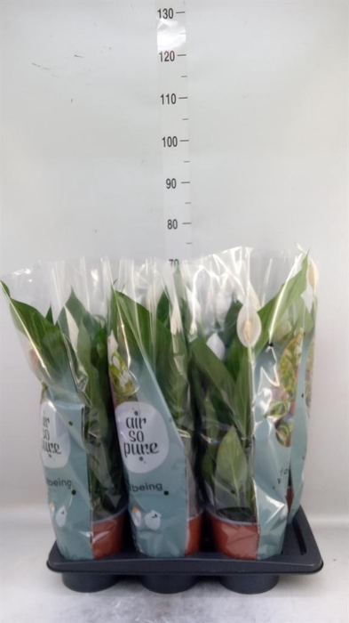 <h4>Spathiphyllum  'Bingo Cupido'</h4>