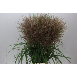 Miscanthus Si Malepartus