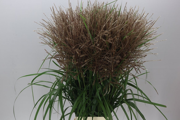 Miscanthus Si Malepartus