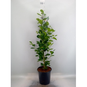 Ficus microcarpa 'Moclame'