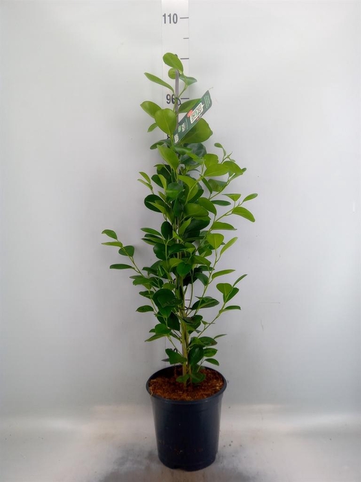<h4>Ficus microcarpa 'Moclame'</h4>